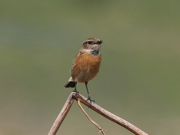 Stonechat female - Ogmore - WALES