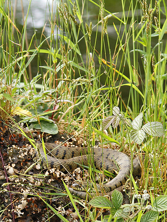Grass Snake - Vale of Glamorgan - Wales