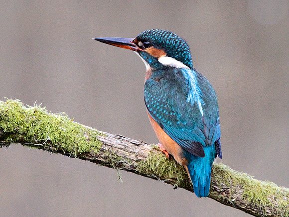 Kingfisher - Cardiff - Wales
