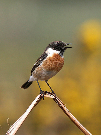 Stonechat - Ogmore Wales