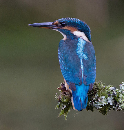 Kingfisher - Cardiff, Wales