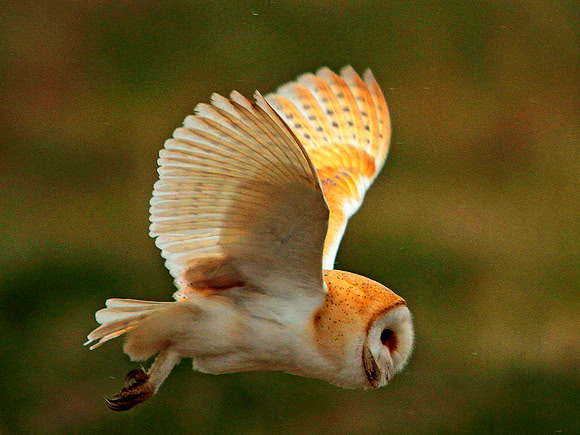 Barn Owl - Avon England