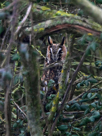 Long eared Owl - Rumney GW - Wales