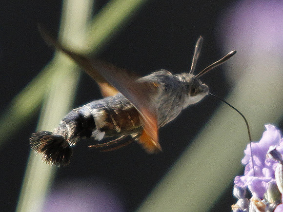 Hummingbird Hawk Moth - Alcaniz - Spain