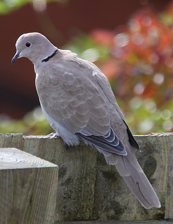 Collared Dove - Wales