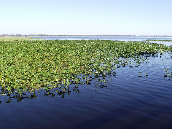 Lake Ishtokpoga - Florida