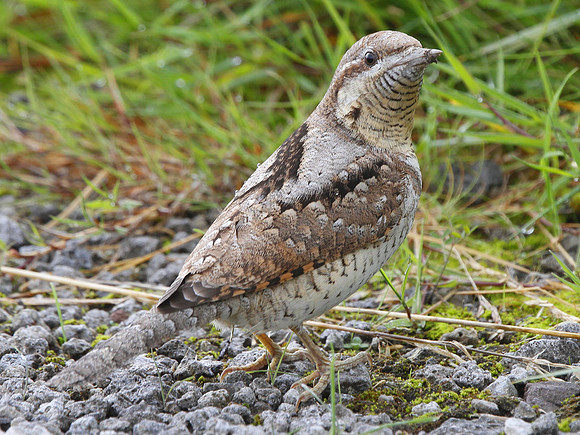 Wryneck - Nash - Gwent - Wales
