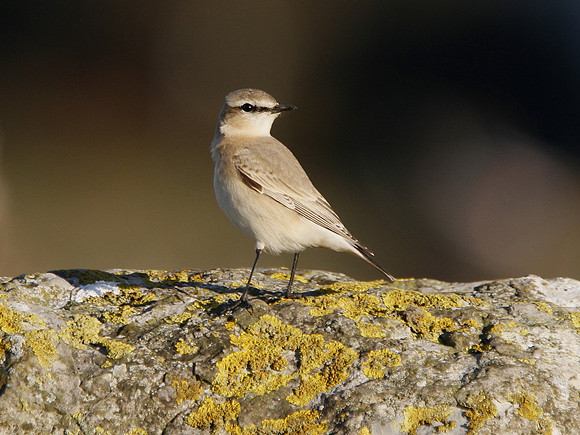 Isabelline Wheatear - West Glamorgan - Wales