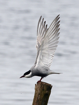 Whiskered Tern - Kenfig - Wales