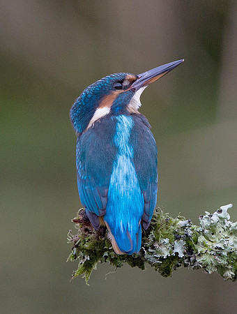 Kingfisher - Cardiff, Wales