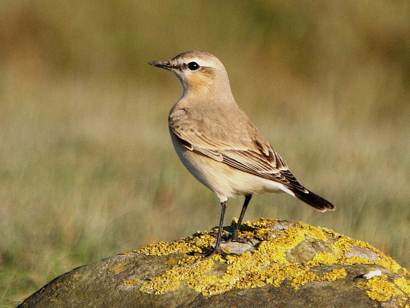 Isabelline Wheatear - West Glamorgan - Wales