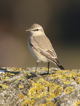 Isabelline Wheatear - West Glamorgan - Wales