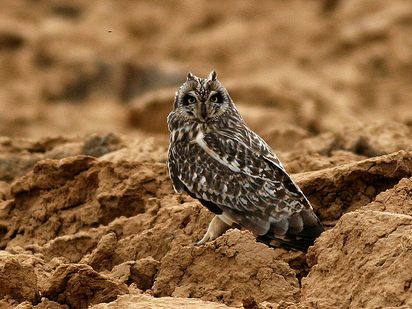 Short eared Owl - n.central Spain