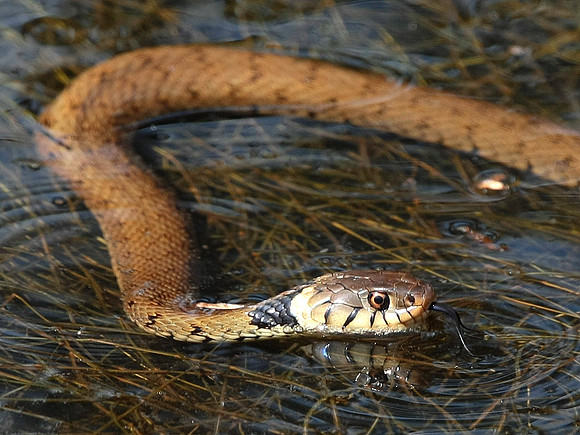 Grass Snake - Vale of Glamorgan - Wales