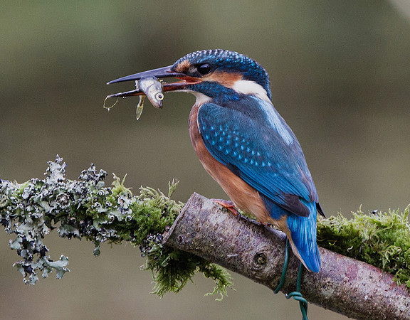 Kingfisher - Cardiff, Wales