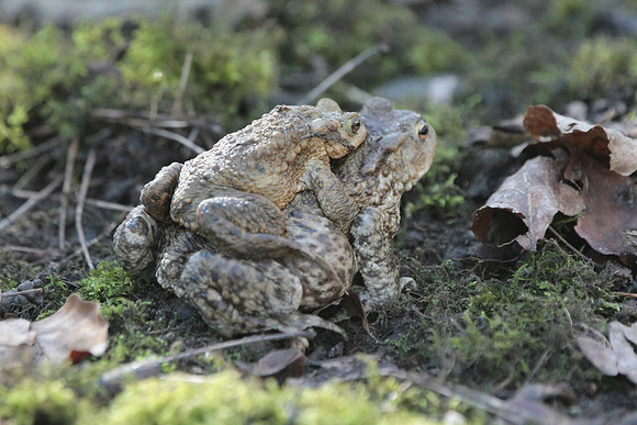 Toads in spring - Cardiff -Wales