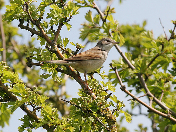 Whitethroat - Gwent- Wales