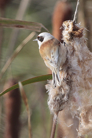 Penduline Tit - Newport -Wales