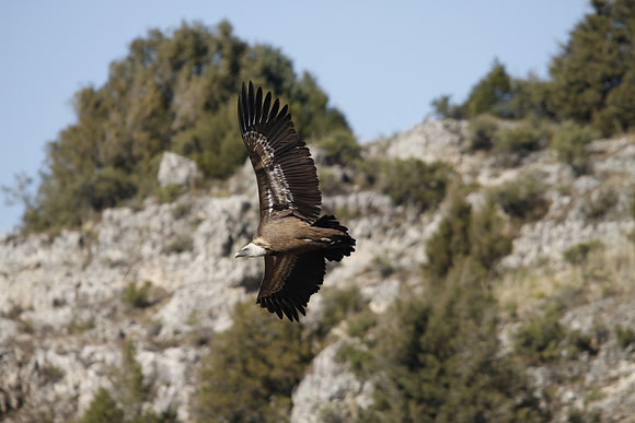 Griffon Vulture - Ermita San Frutos - Spain
