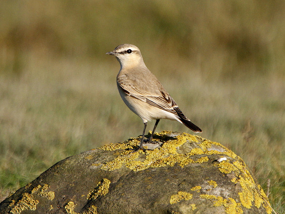 Isabelline Wheatear - West Glamorgan - Wales