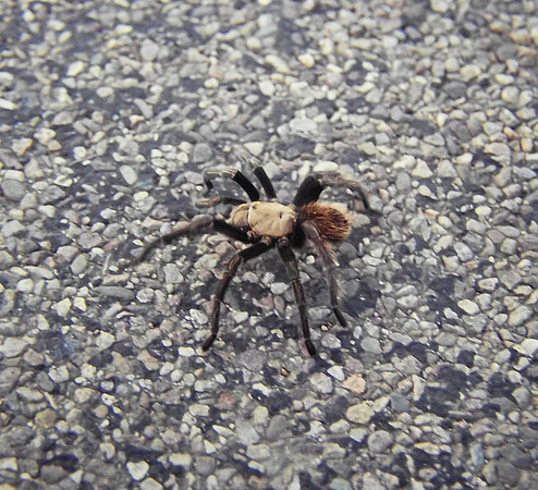 Tarantula - Douglas - Arizona - USA