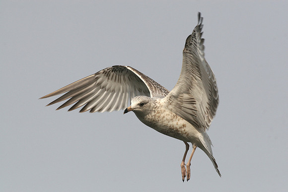 Ring-billed Gull 1st Winter - Cardiff - Wales