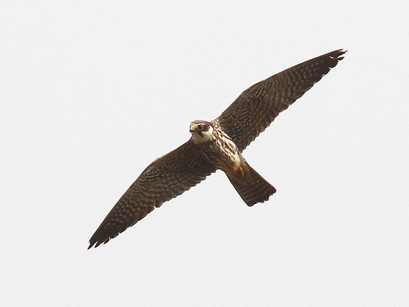 Hobby (juv) Glamorgan - Wales