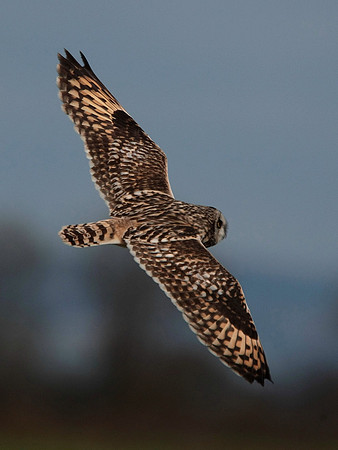 Short -eared Owl - Cardiff - Wales