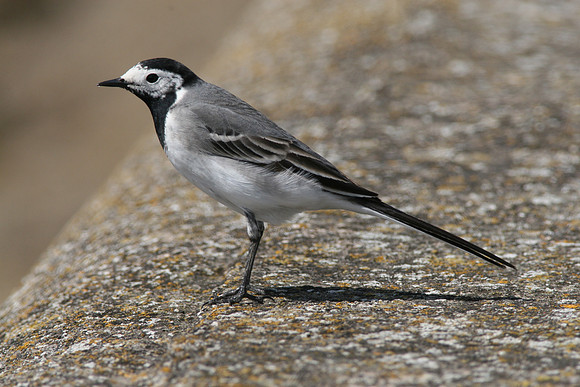 White Wagtail - Gwent - Wales