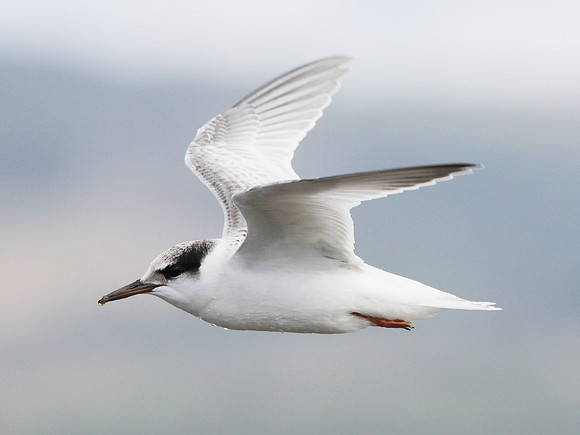 Little Tern -Kenfig - Wales