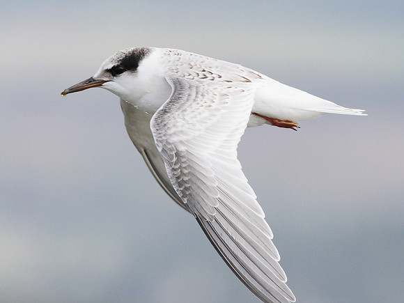 Little Tern -Kenfig - Wales