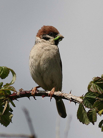 Tree Sparrow - Vale of Glamorgan - Wales