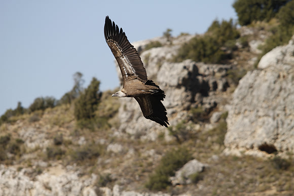 Griffon Vulture - Ermita San Frutos - Spain