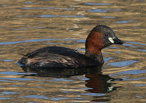Little Grebe - Cardiff - Wales