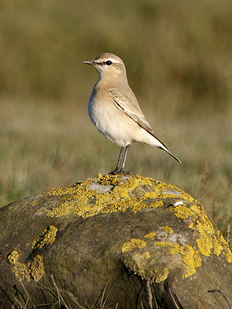 Isabelline Wheatear - West Glamorgan - Wales