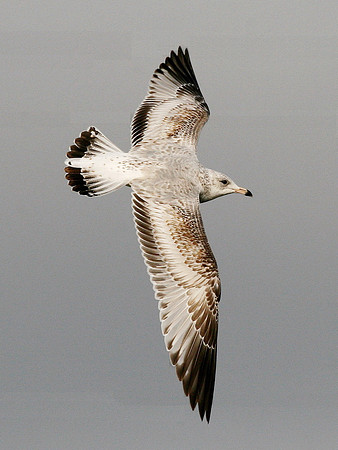 Ring-billed Gull 1st Winter - Cardiff - Wales