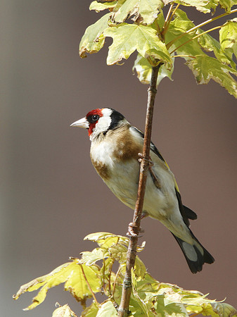 Goldfinch - Wales