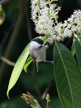 Marsh Tit - Glamorgan- WALES