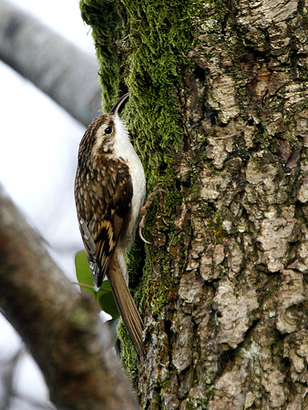 Tree creeper - Nelson - Wales