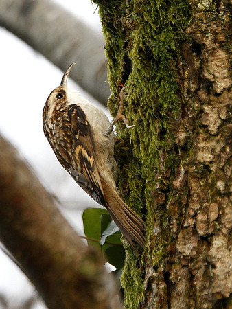 Tree creeper - Nelson - Wales