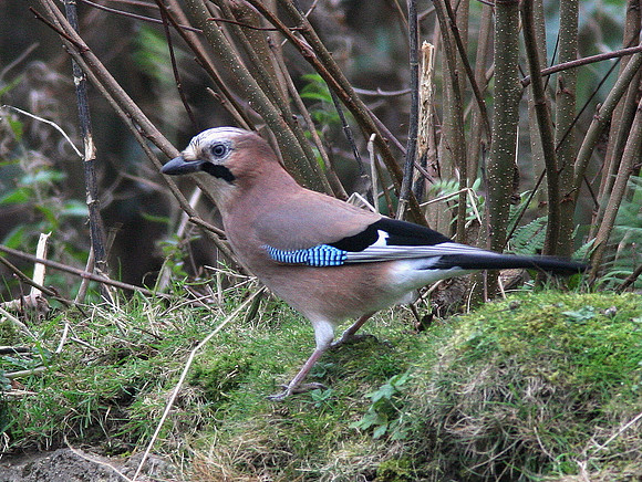 Jay - Cardiff - Wales