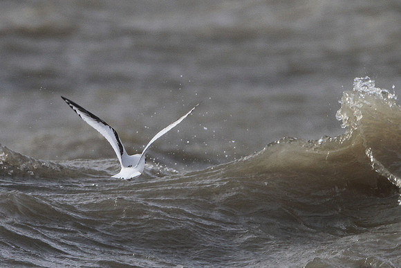 Ross' Gull - Aberavon - Wales