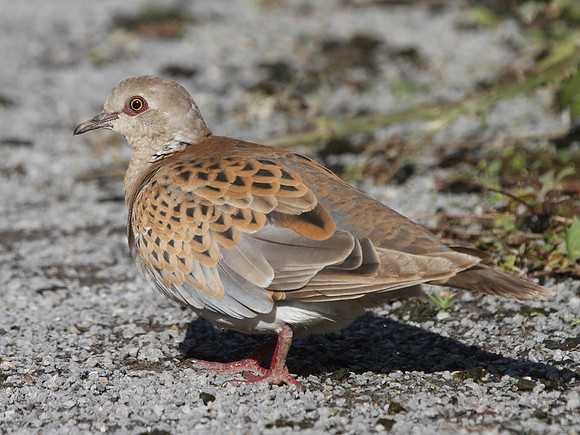 Turtle Dove - Cardiff - Wales