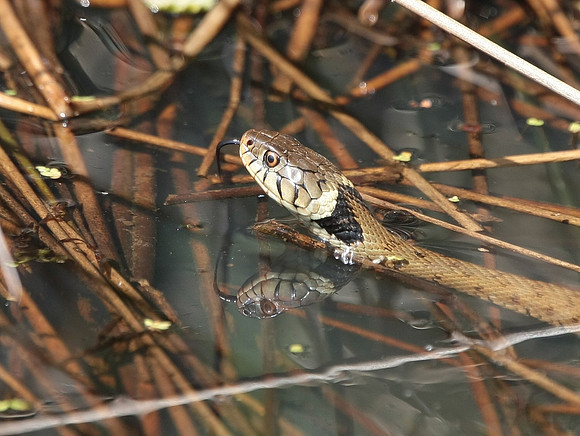 Grass Snake - Vale of Glamorgan - Wales