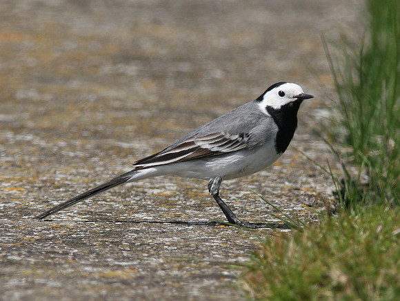 White Wagtail 020508 Gwent - Wales