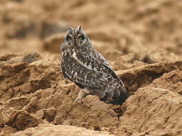 Short eared Owl - n.central Spain