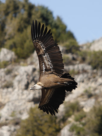 Griffon Vulture - Ermita San Frutos - Spain