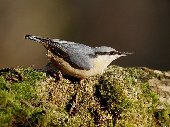Nuthatch - Nelson Wales
