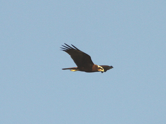 Marsh Harrier - Ebro Delta - Spain