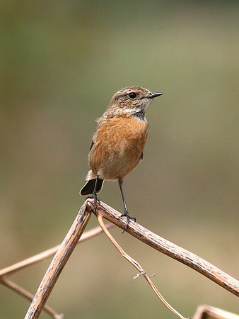 Stonechat - fem. Ogmore - Wales